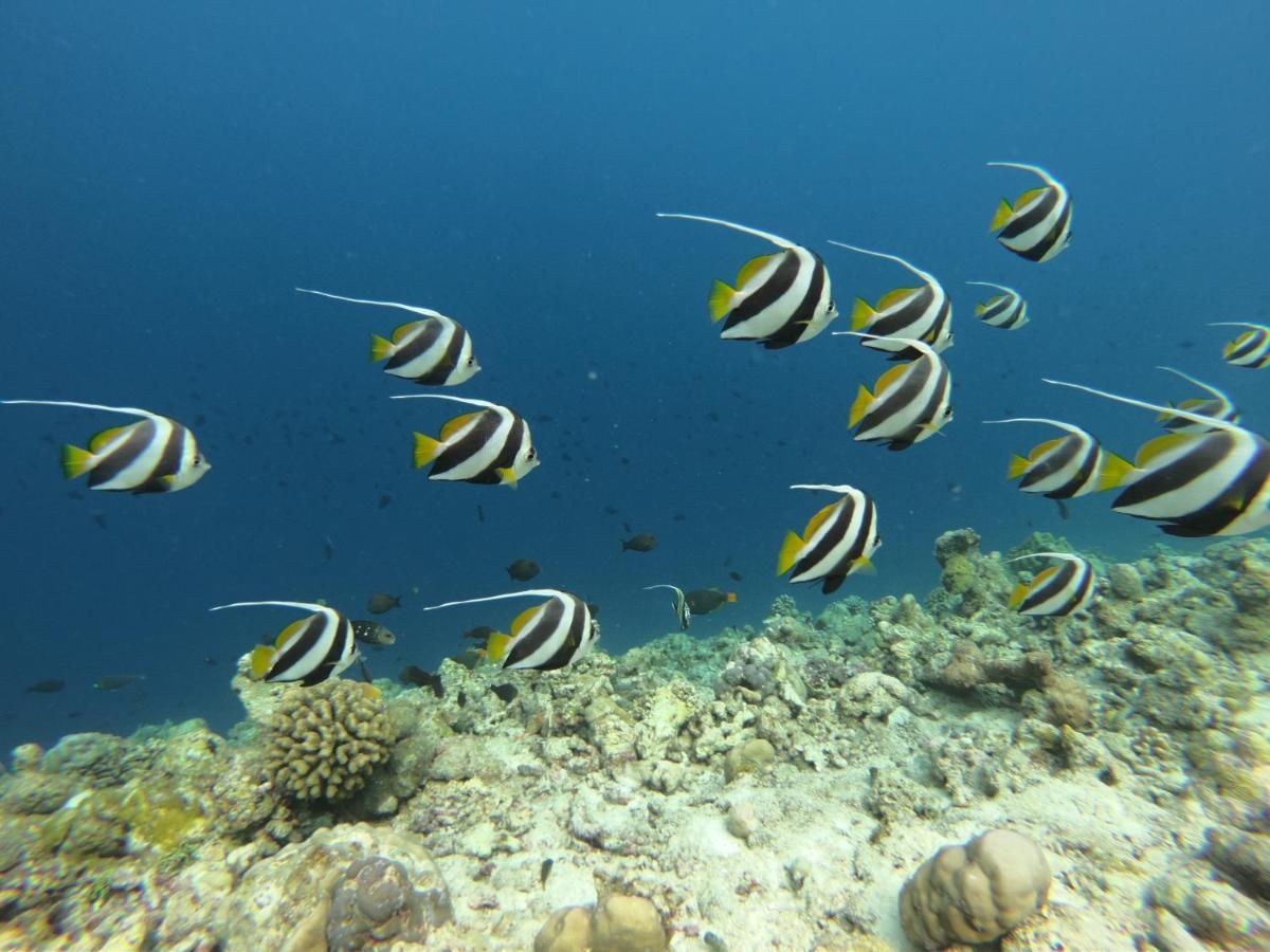 White Tern Maldives Hotel Maamigili Island Exterior photo